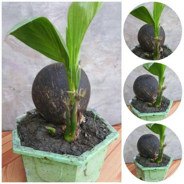 Bonsai kelapa cabang alami