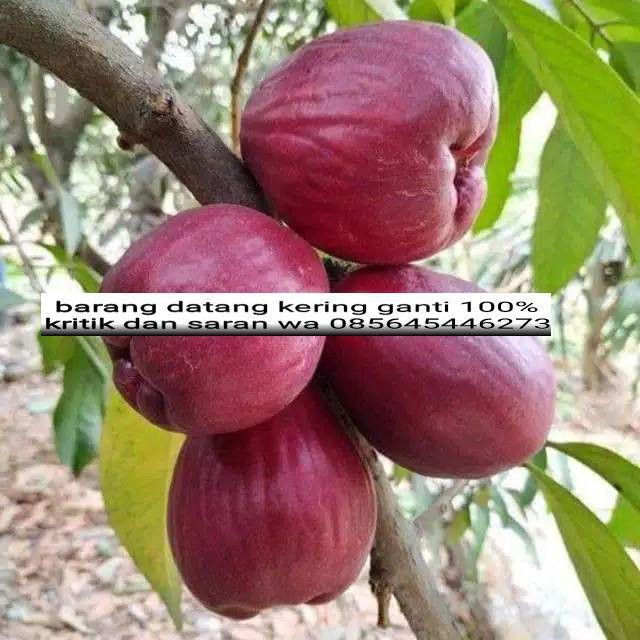 

Bibit jambu dersono rajin berbuah stek okulasi