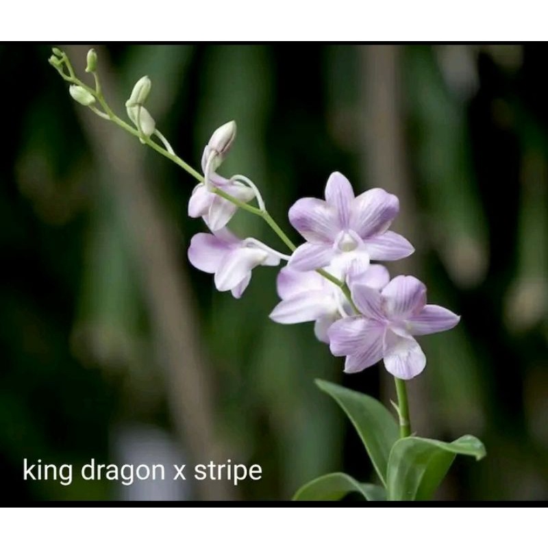 Anggrek King Dragon × Strip