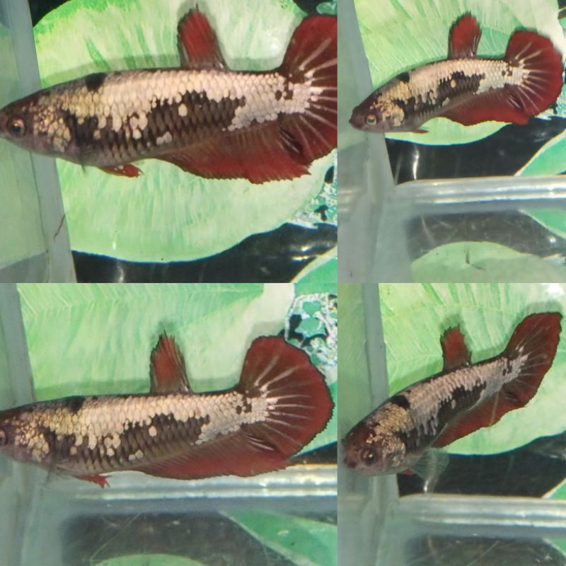 Harga NYUNGSEP FEMALE AVC GOLD RED Fin