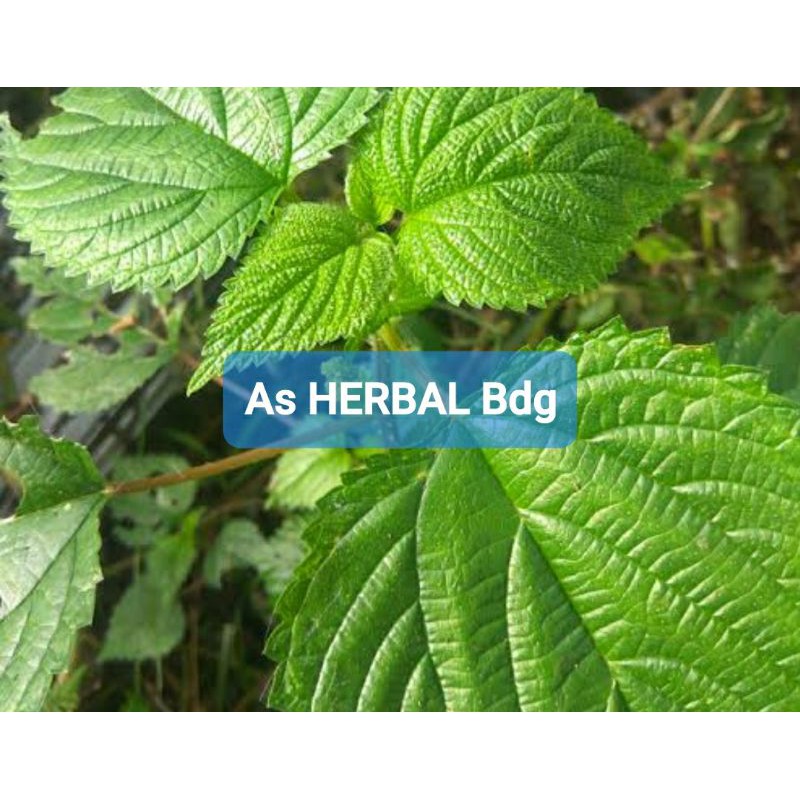 

Daun Jelatang daun gatal atau daun pulus segar 400 gram-az