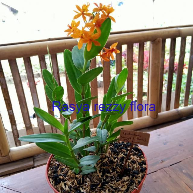 Tanaman angrek Epidendrum(angrek tanah)