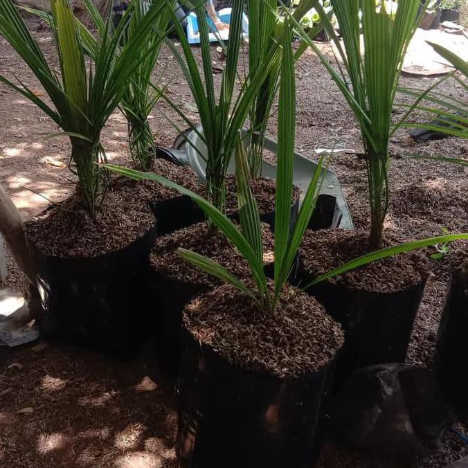 LOCK KURMA KL THAILAND - BIBIT TANAMAN HIAS KURMA -KORMA