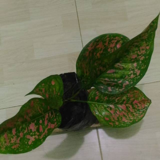 Tanaman hias aglonema / aglaonema ruby dinamit