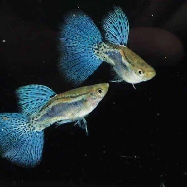 

Ikan Guppy Blue Grass (sepasang)