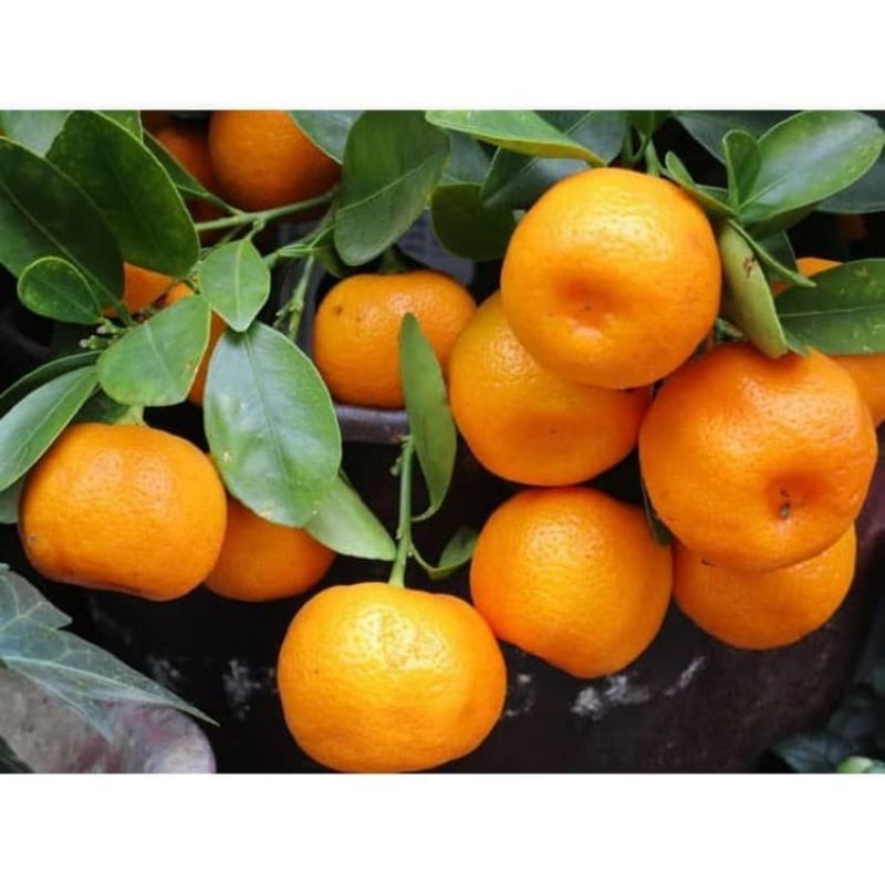 Bibit jeruk mandarin