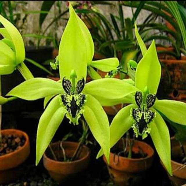 Anggrek Coelogyne Pandurata