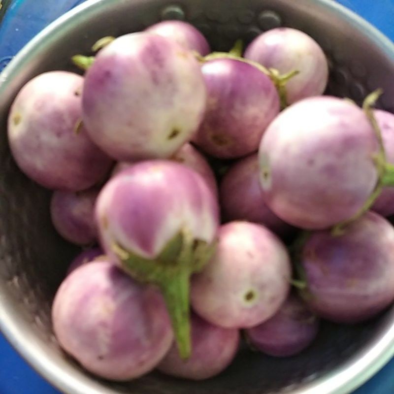 

Terong Baby sayur Lalapan