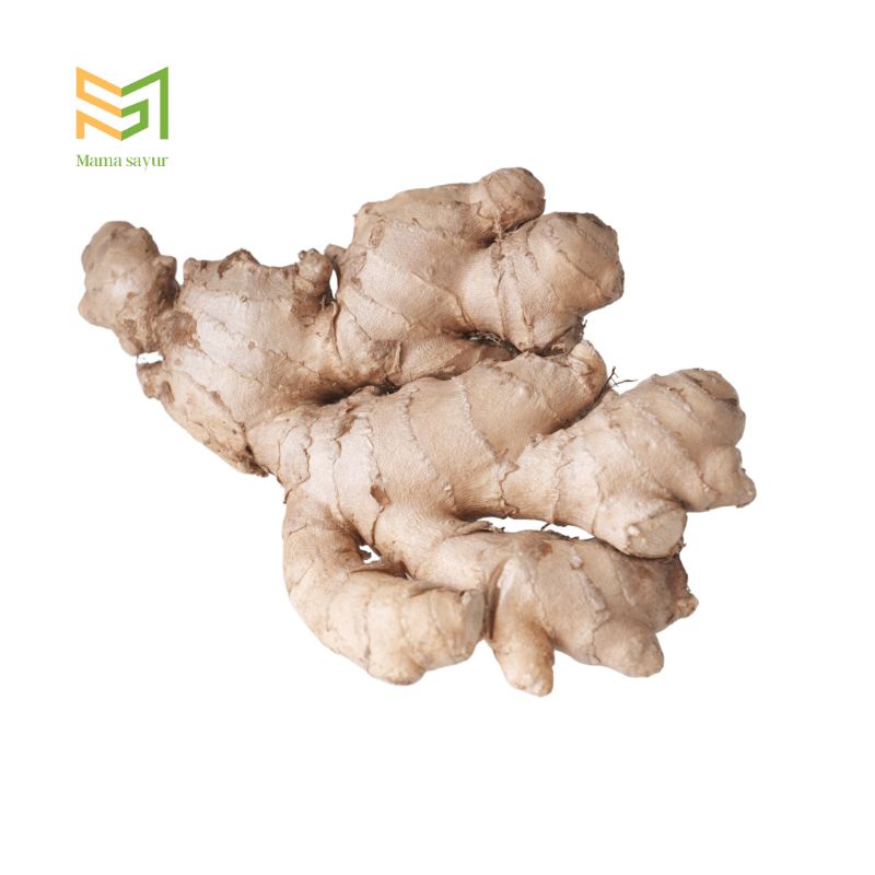 

Jahe putih gajah segar per pack