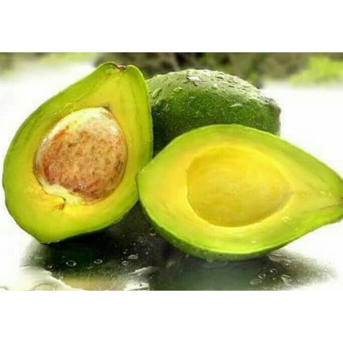 SUPER BIBIT POHON ALPUKAT YM MENTEGA ORI