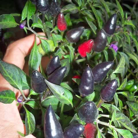 BS-BYL Bibit Cabe Hias Pelangi Benih Tanaman Sayuran Cabai Carolina Reaper Merah Bolivian Rainbow Katokkon Numex Giant Raksasa Sweet Italian Ungu Hitam-CH BLACK ROYAL