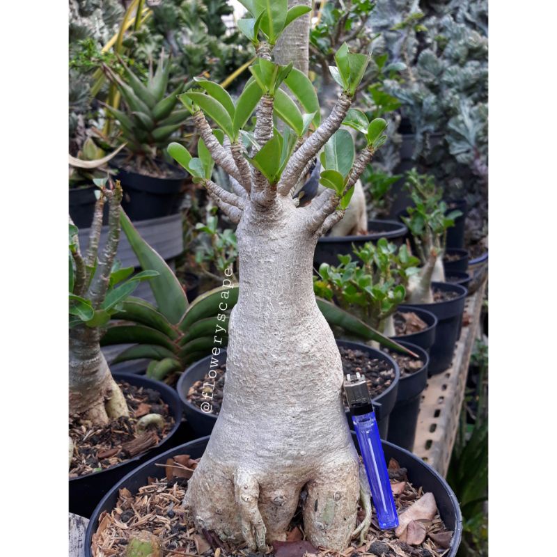 adenium thaisoco hybrid