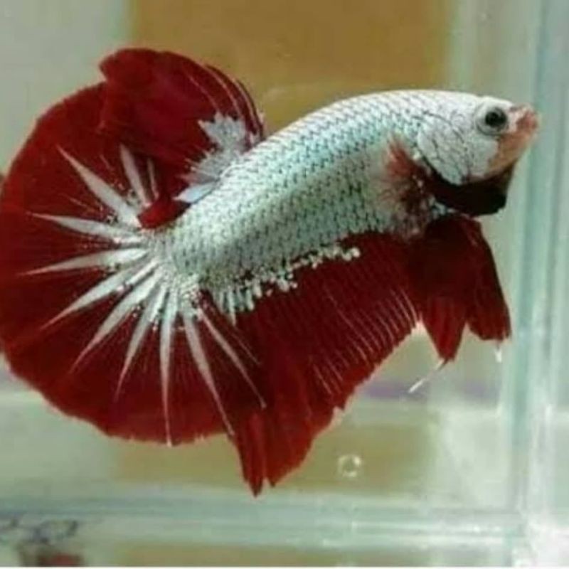 

ikan cupang red dragon..