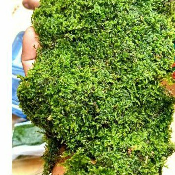 moss weeping mini clump uk nampan full daun air