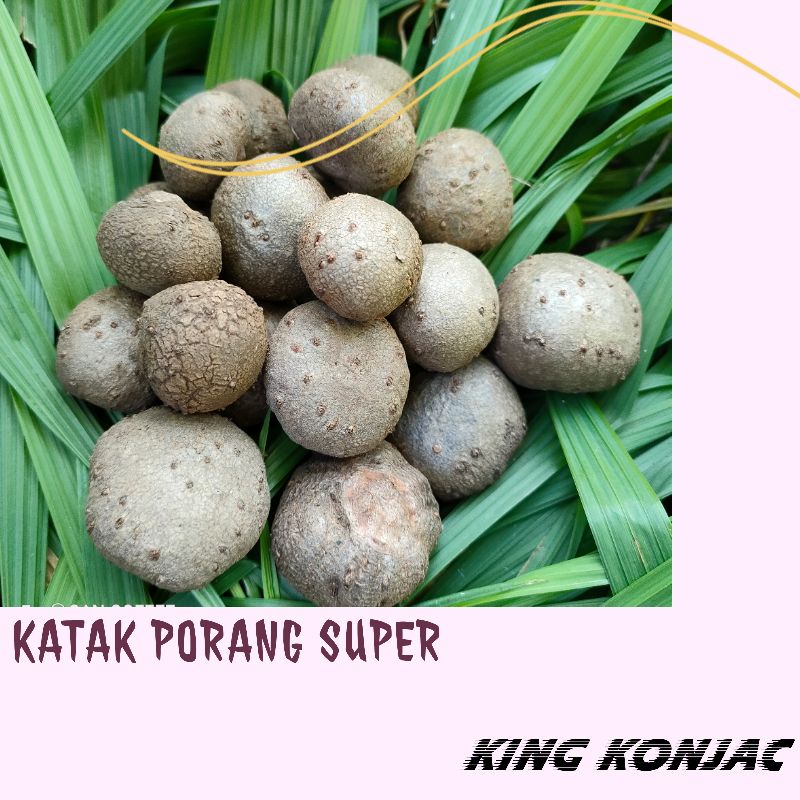 KATAK PORANG | BIBIT KATAK PORANG SUPER