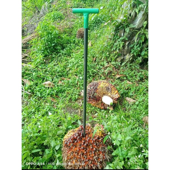 COD tojok sawit Sam Lee M2222