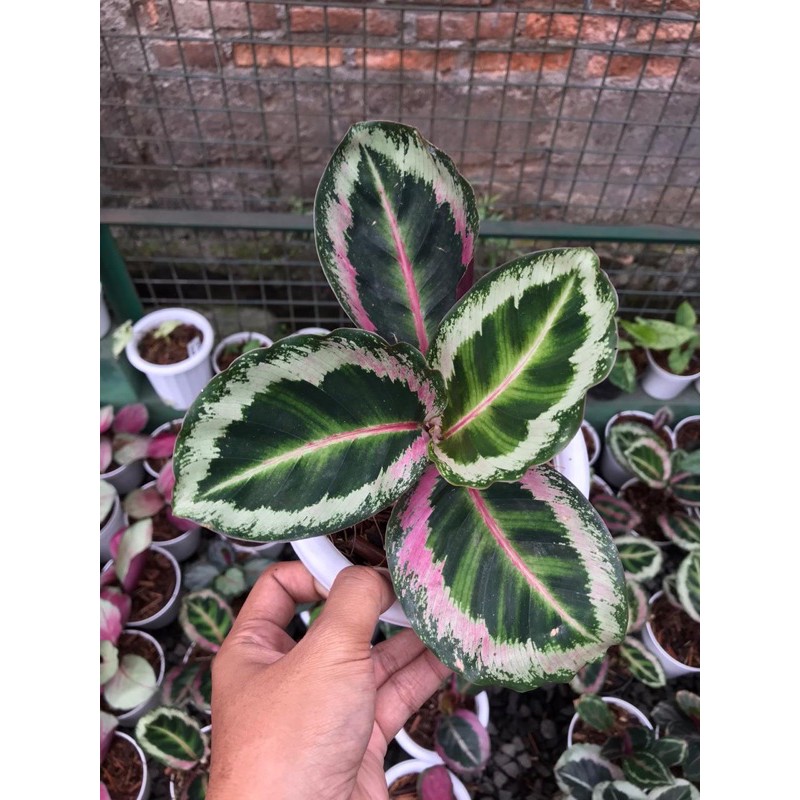 CALATHEA ANGELA