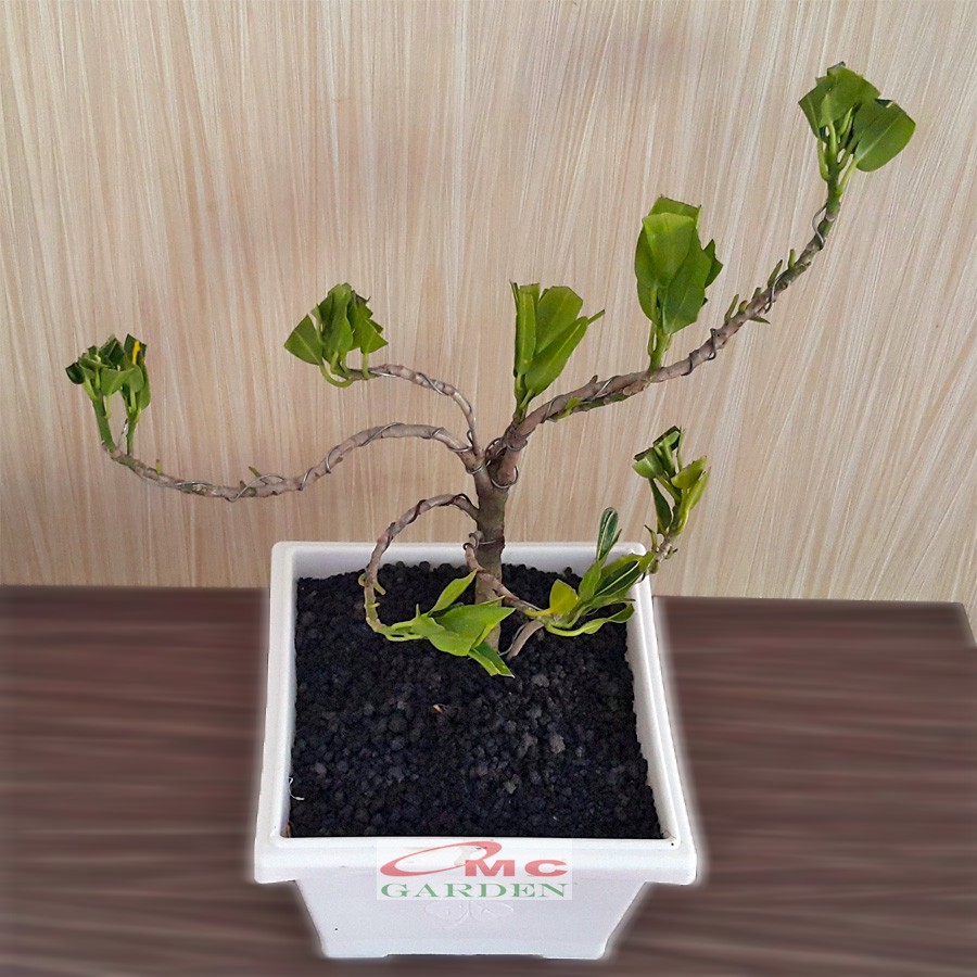 Tanaman Hias Pohon Bonsai Mame Puring Croton Buntut Jago Hijau Kuning Pisang Banana PR-BJHK-001