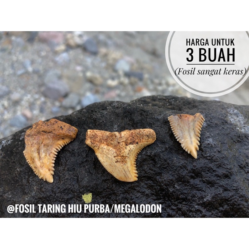 Fosil Gigi Hiu Megalodon H6 atau Fosil Taring Hiu Purba Temuan