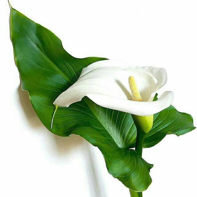 Bunga Calla Lily Putih Potong Bunga Dan Tanaman Shopee Indonesia