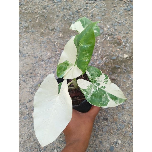 Keladi variegata / Senthe variegata / Keladi albino / keladi belang