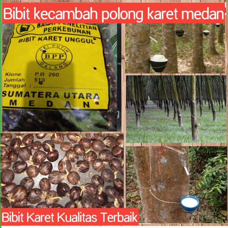 BENIH BIBIT KECAMBAH POLONG KARET MEDAN SUMATERA UTARA DENGAN KUALITAS UNGGUL ASLI ORIGINAL KUALITAS