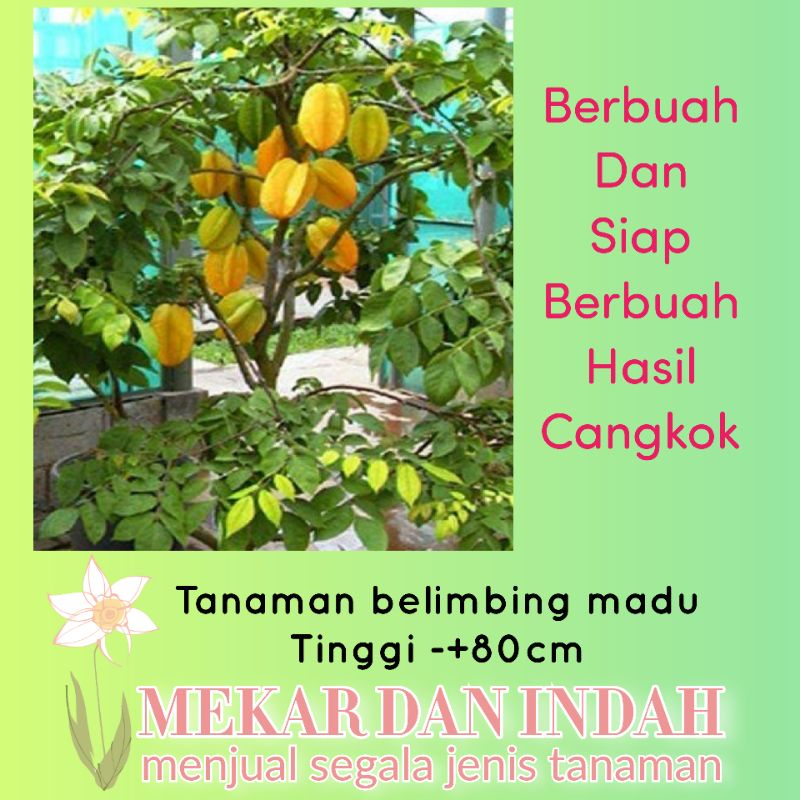 Tanaman belimbing madu, pohon buah belimbing madu