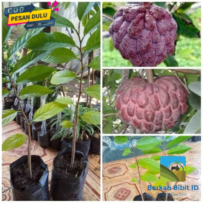 Bibit srikaya merah super