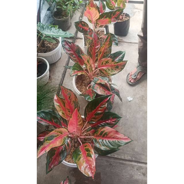 Tanaman hias KOCIN CAMELON / Red Kocin Indukan, Tanaman Besar dan rimbun