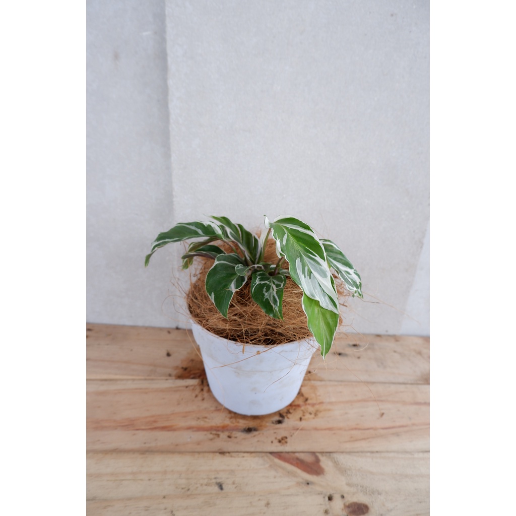 Calathea White Fusion - Tanaman Daun