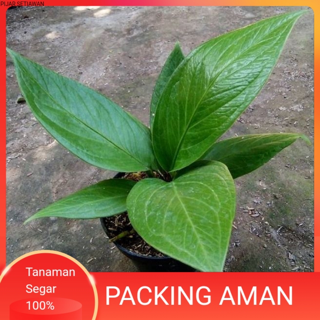 tanaman hias anthurium jenmani - anthurium jenmani cobra