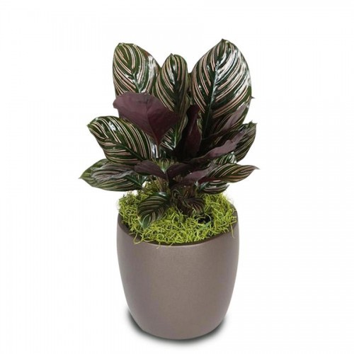 Tanaman Hias daun Calathea Ornata - daun calatea indoor