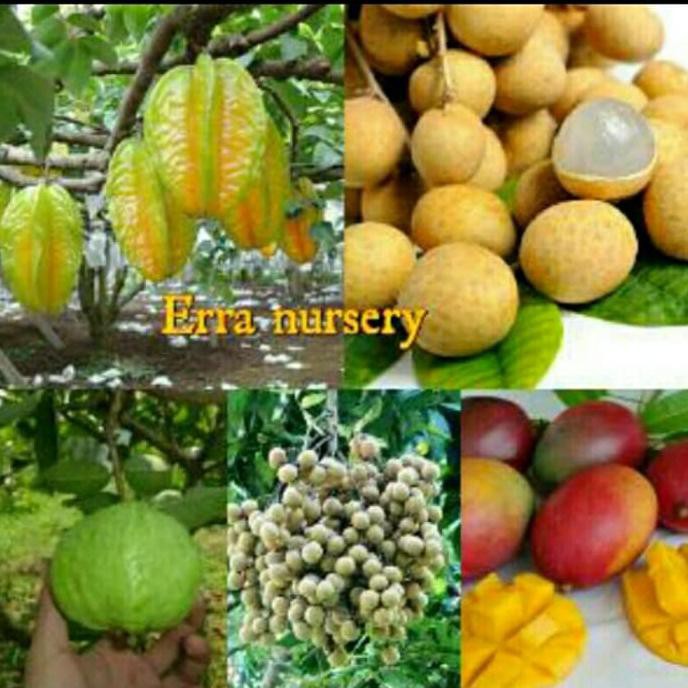 Paket 4 Bibit Tanaman Buah Unggul Big Sale.