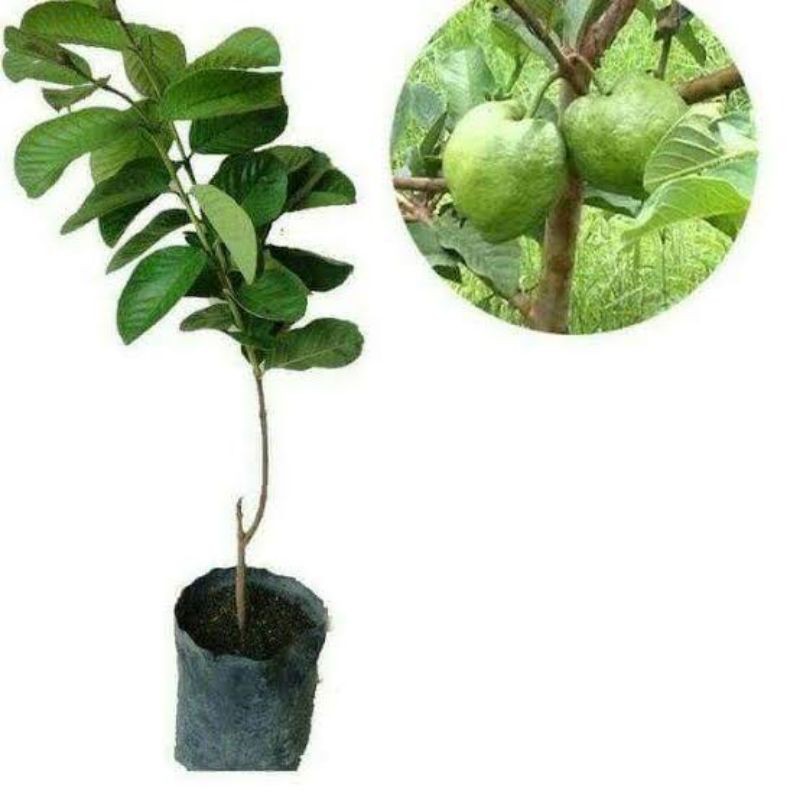 Bibit Buah Jambu Kristal (Jambu biji non biji) Manis Jamin Cepat Berbuah