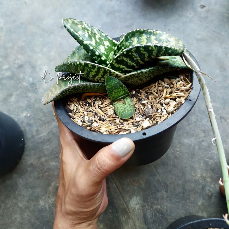 tanaman hias sukulen Succulent sekulen gasteria tiger spot besar size jumbo