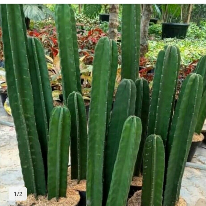 kaktus koboi tinggi 1 meter  paket murah 3 kaktus koboi
