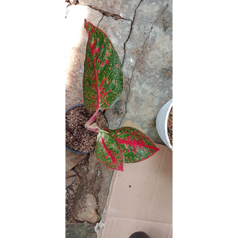 aglonema red Stardust dewasa daun4-5