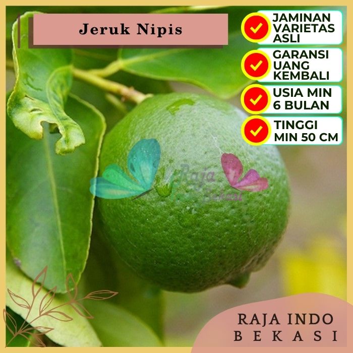 Bibit Tanaman Buah JERUK NIPIS Premium