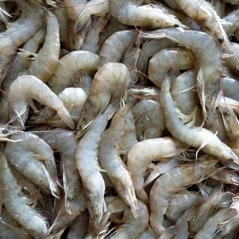 

Udang Vaname Fresh