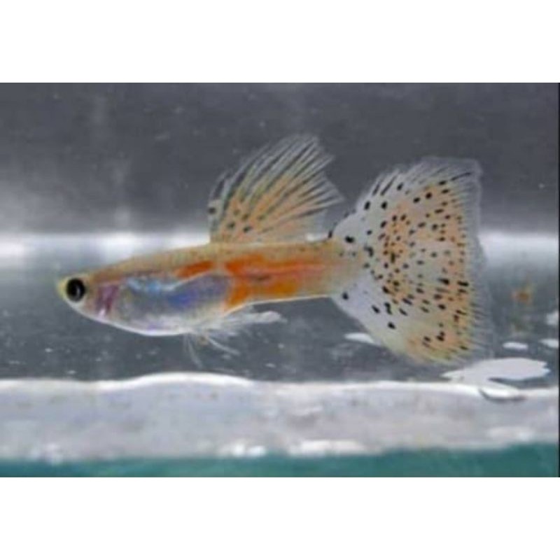 

Ikan Guppy Red Grass/ikan aquascape per ekor