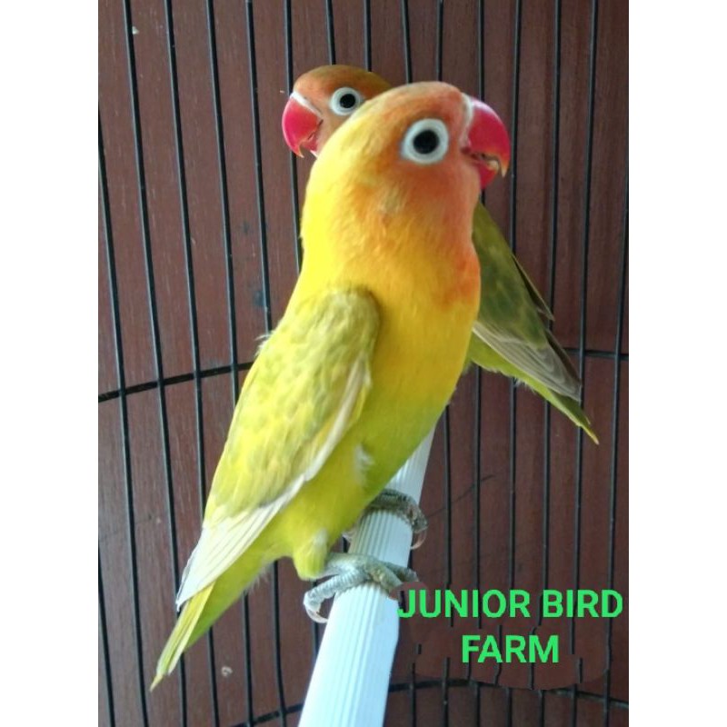 Burung love bird pasangan pasjo prospek