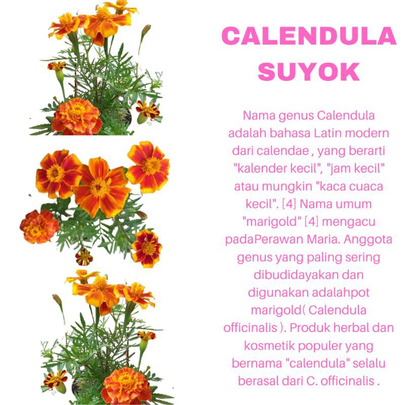 PROMO TANAMAN HIAS BUNGA CALENDULA SUYOK ORANGE KUALITAS SUPER | COD