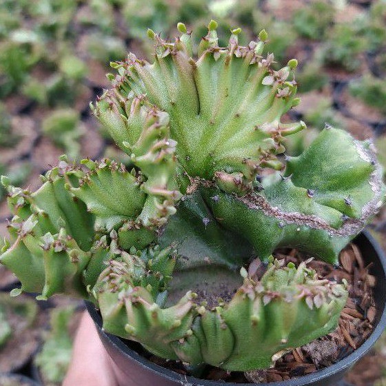 Euphorbia lactea green