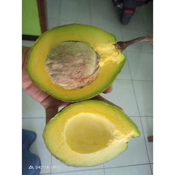 

alpukat mentega 1 kg 3-4 buah
