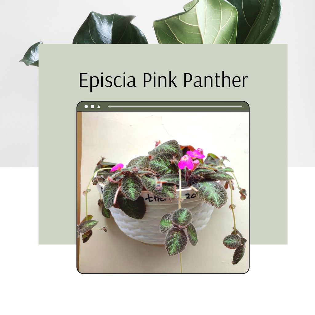 Tanaman Hias Episcia Pink Panther Bunga Episcia Pink Panther