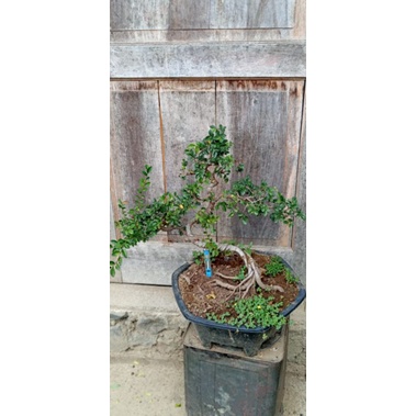 Bonsai Ulmus