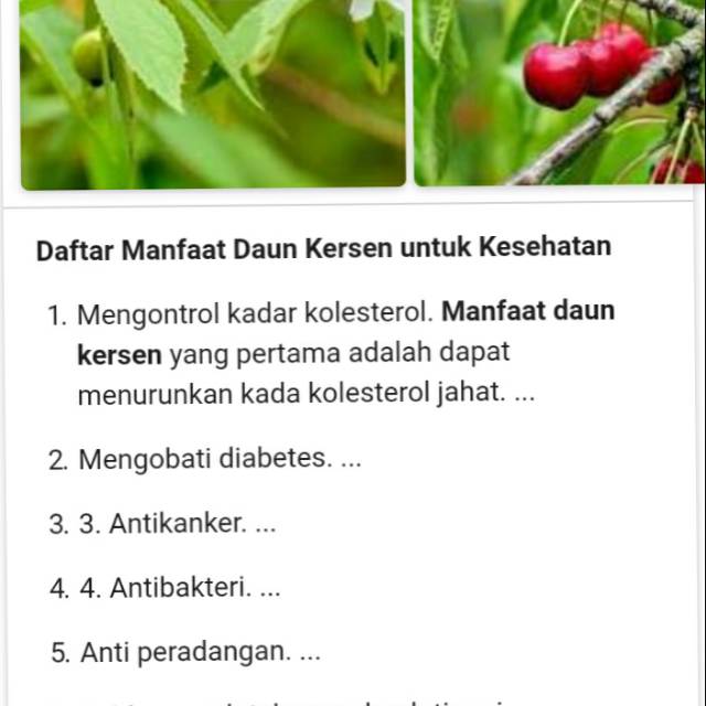 

Daun ceri / kersen