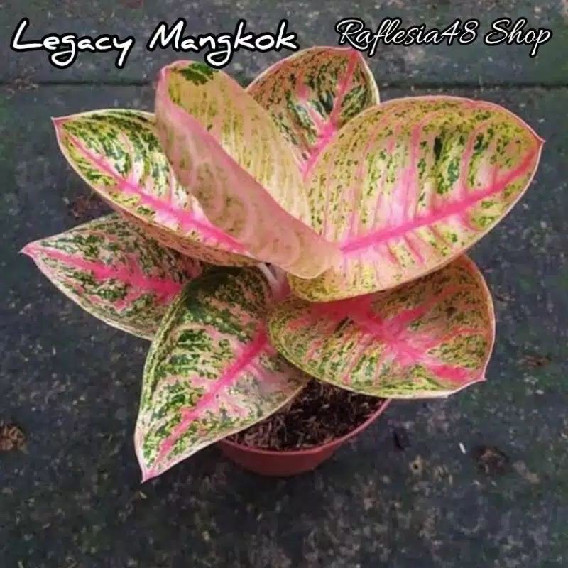 bibit aglonema legacy mangkok bonggolan