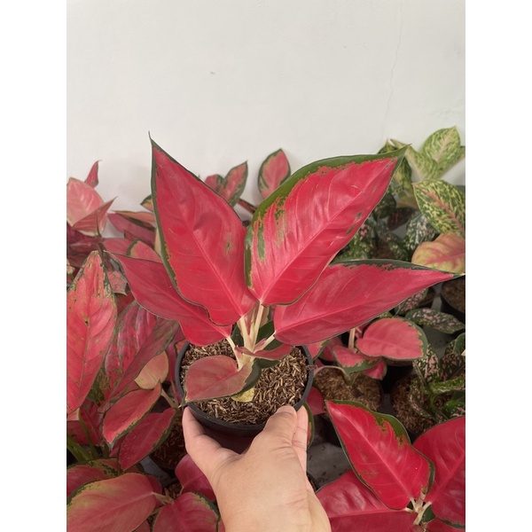 Suksom Jaipong Jumbo