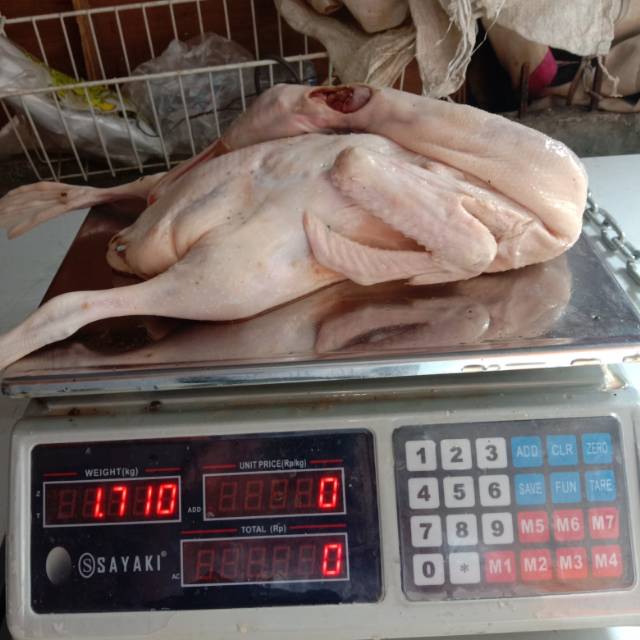 

Daging bebek murah banget 1,6 kg